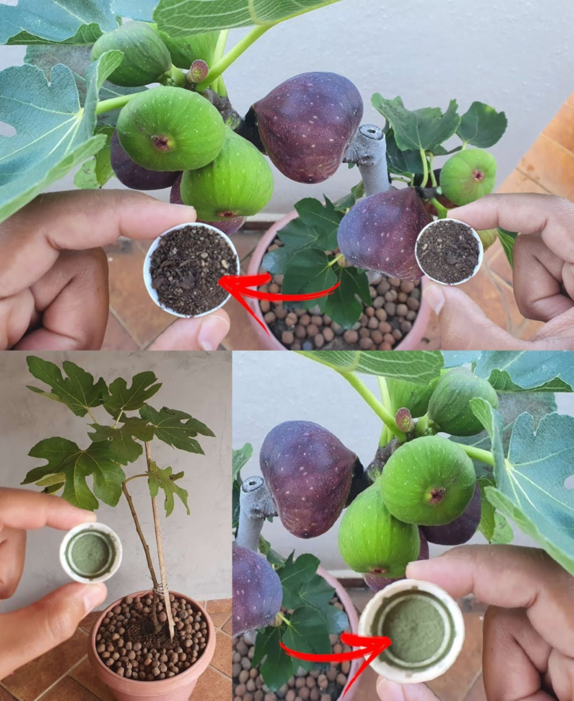 Plantez Figues Dans Un Pot Rempli De Terre Vous Nimaginez Pas La Suite Conseils Pratiques