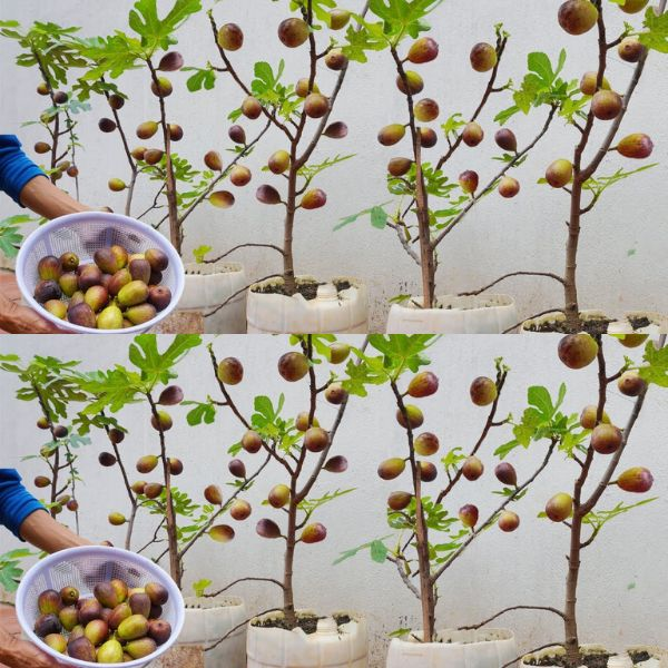 Plantez Figues Dans Un Vase Rempli De Terre Vous Nimaginez Pas Ce Qui Se Passe Peu De Temps